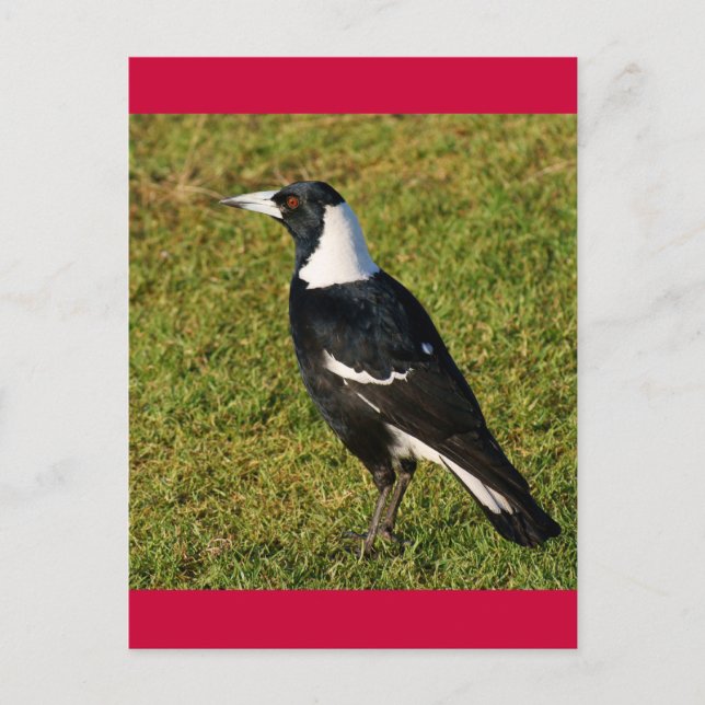 Cartão Postal Magpie (Frente)