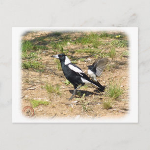 Cartão Postal Magpie australiano sendo mobilizado por Willie Wag
