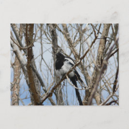 Cartão Postal Magpie de bico negro, Colorado