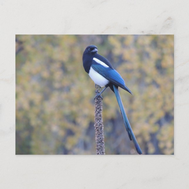 Cartão Postal Magpie faturado preto (Frente)