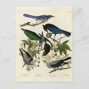 Cartão Postal Magpie Jays & Nutcracker Audubon Birds da América 