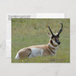 Cartão Postal Maiestoso Homem Pronghorn, Custer, SD -