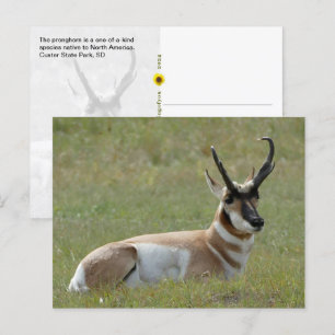 Cartão Postal Maiestoso Homem Pronghorn, Custer, SD -