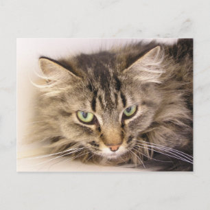 Cartão Postal Maine Coon