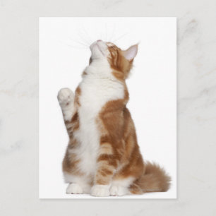 Cartão Postal Maine Coon (6 meses de idade) sentado e olhando pa