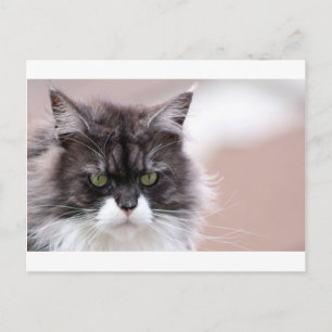 Cartão Postal Maine Coon Cat