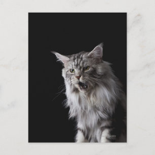 Cartão Postal Maine Coon cat 2