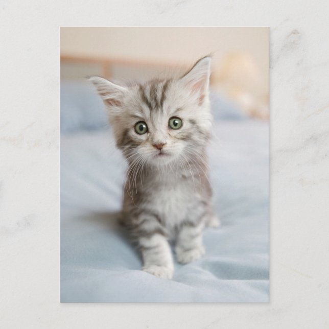Cartão Postal Maine Coon Kitten (Frente)
