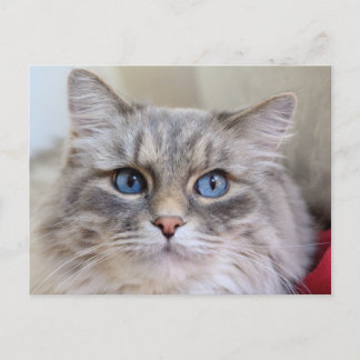 Cartão Postal Maine Coon Kitty Gato Bonito