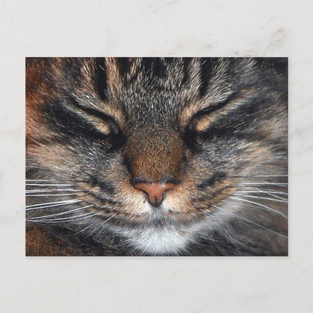 Cartão Postal Maine Coon Kitty Gato Bonito (Frente)