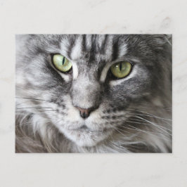 Cartão Postal Maine Coon Kitty Gato Bonito