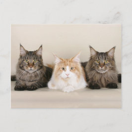 Cartão Postal Maine Coon Kitty Gato Bonito