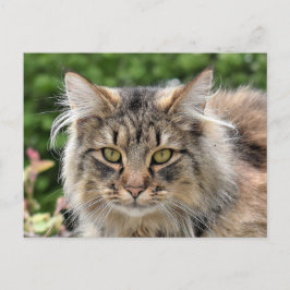 Cartão Postal Maine Coon Kitty Gato Bonito