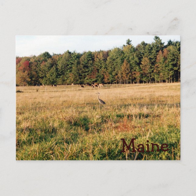 Cartão Postal Maine Countryside (Frente)