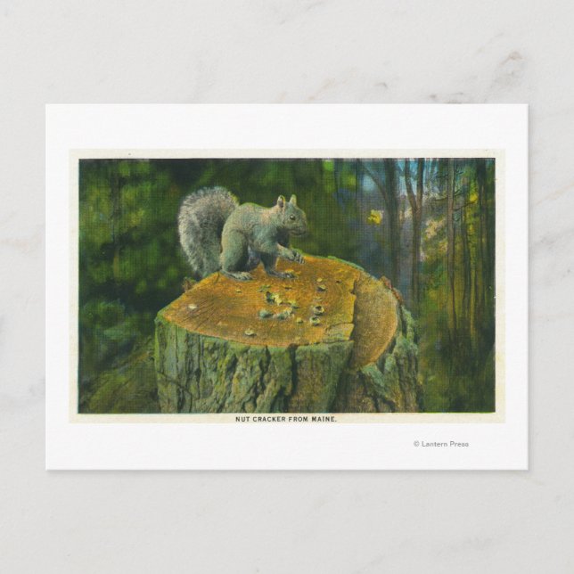 Cartão Postal MaineA Little Nutcracker Squirrel do Maine (Frente)