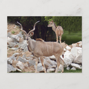 Cartão Postal maior-kudu-10