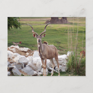 Cartão Postal maior-kudu-6