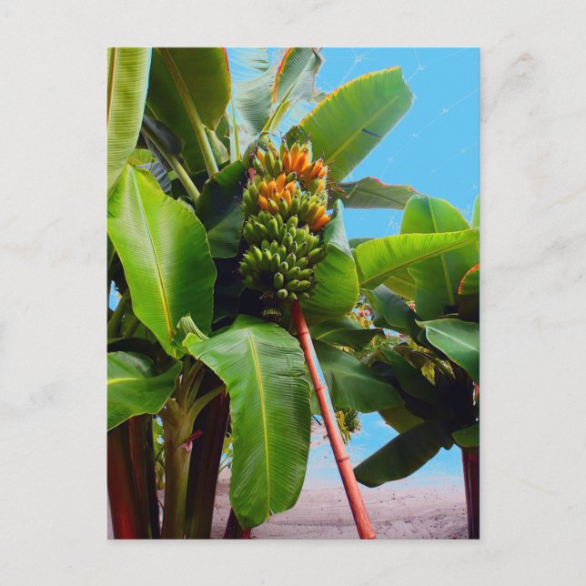 Cartão Postal Mais Bananas (Frente)