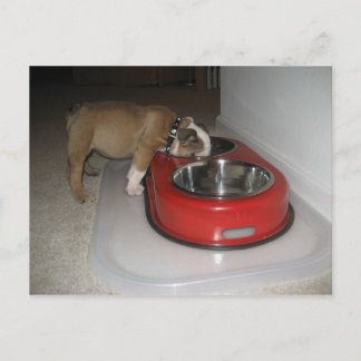 Cartão Postal mais do que você pode mastigar