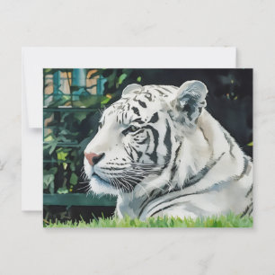 Cartão Postal Majestade Branca - Descansar Tiger Wildlife
