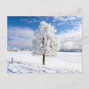 Cartão Postal Majestosa Árvore Coberta de Neve na Paisagem de In
