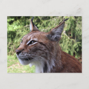 Cartão postal majestoso Eurasiático Lynx na Skåne 
