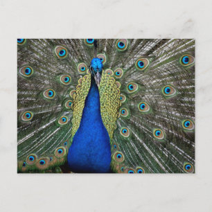 Cartão Postal Majexpressa Peacock