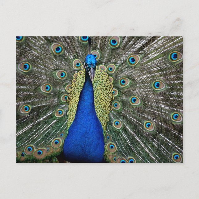 Cartão Postal Majexpressa Peacock (Frente)