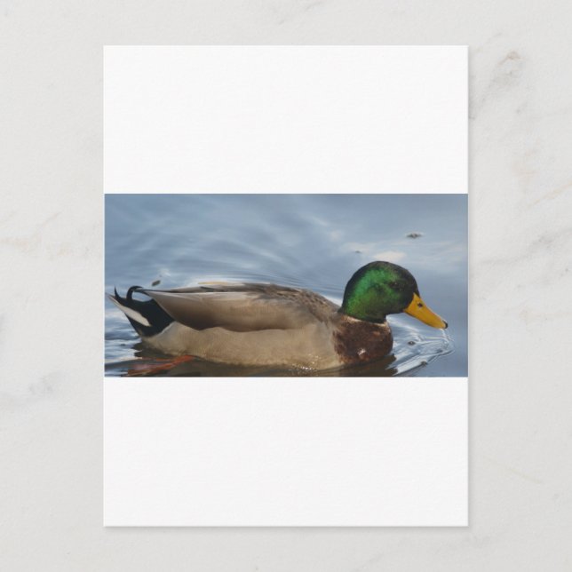 Cartão Postal Mal III (Frente)