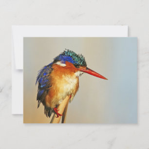 Cartão Postal Malachite Kingfisher