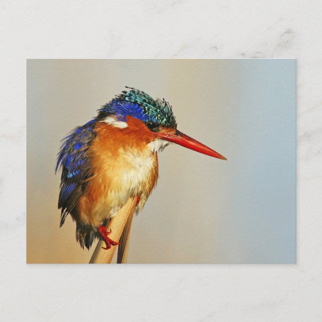 Cartão Postal Malachite Kingfisher (Frente)
