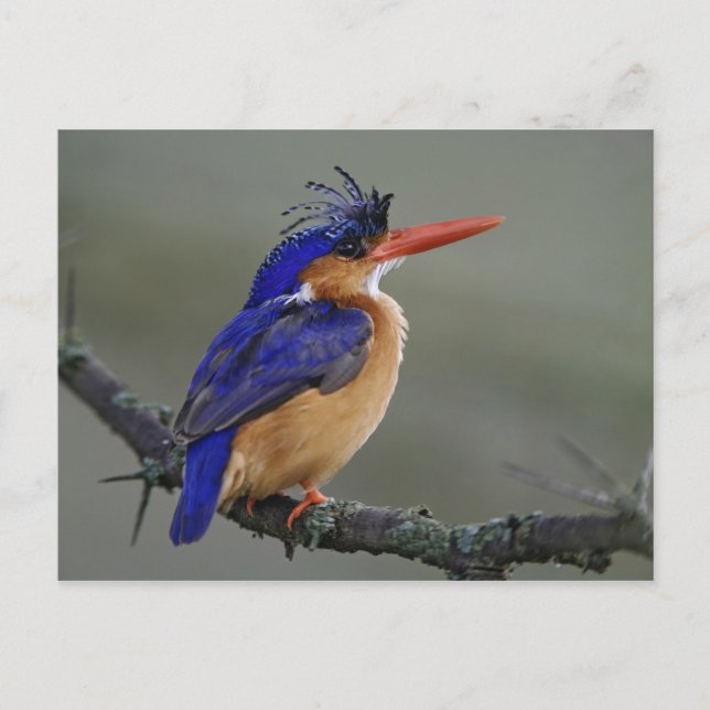 Cartão Postal Malachite Kingfisher, Alcedo cristata, lago (Frente)