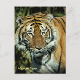 Cartão postal: Malaio Tiger (Retrato)