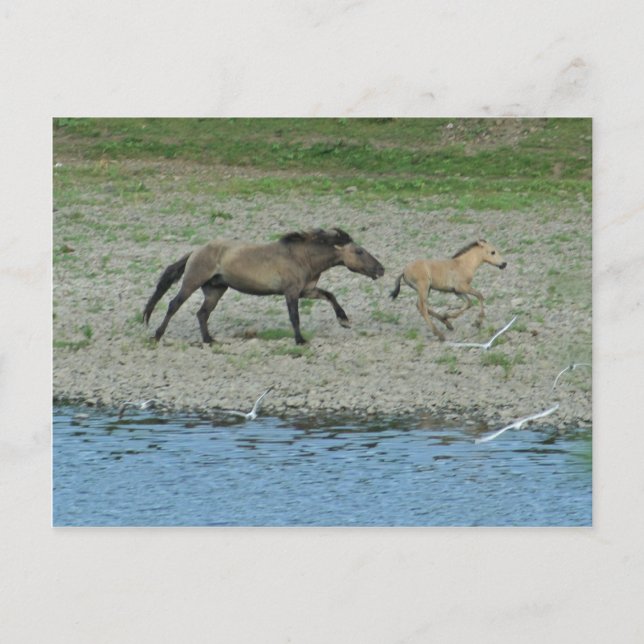 Cartão Postal malandro (Frente)