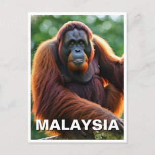 Cartão Postal Malásia Orangutan