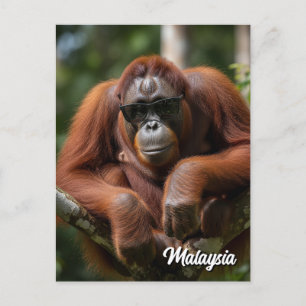 Cartão Postal Malásia Orangutan com óculos de sol