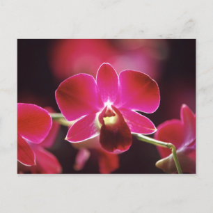 Cartão Postal Malásia, Orquídea