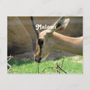 Cartão Postal Malawi Gazelle