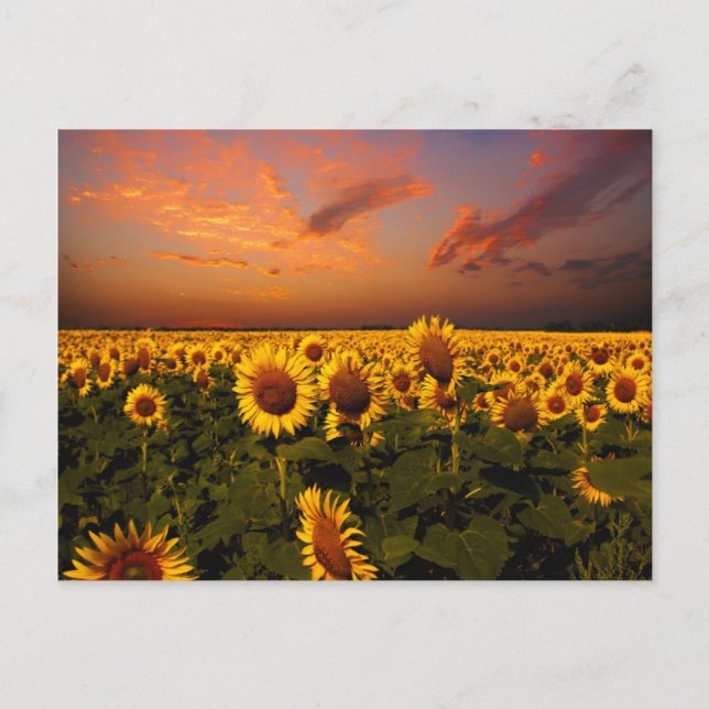 Cartão Postal Maldito Céu (Frente)