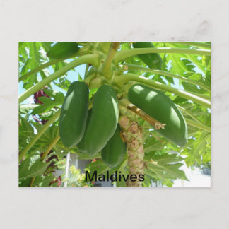 CARTÃO POSTAL MALDIVAS