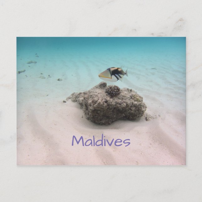 Cartão Postal Maldivas Blue Ocean White Sand Coral Triggerfish (Frente)