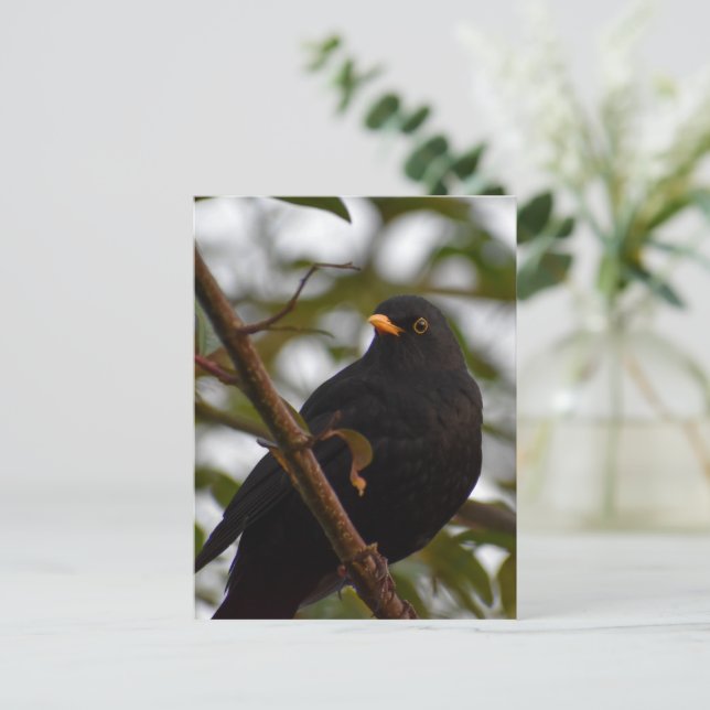 Cartão Postal Male Blackbird (Em pé/Frente)