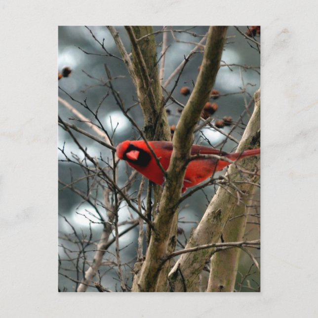 Cartão Postal Male Cardinal Brincando (Frente)