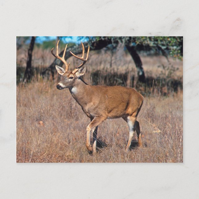 Cartão Postal Male Deer Buck Com Antlers (Frente)