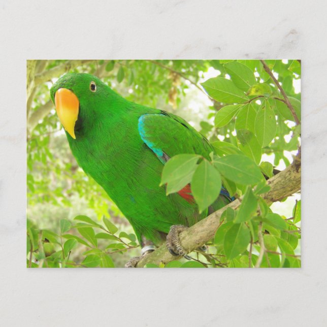 Cartão Postal Male Eclectus Parrot (Frente)