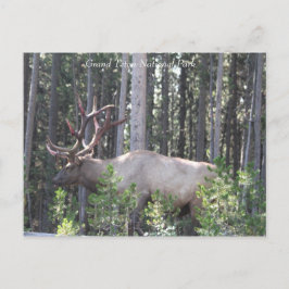 Cartão Postal Male Elk, Grand Teton National Park, Fotografia