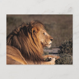 CARTÃO POSTAL MALE LION - PERFIL