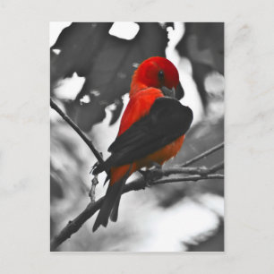 Cartão Postal Male Scarlet Tanager