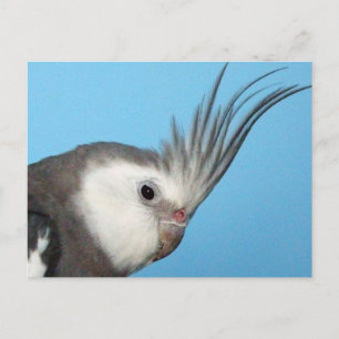 Cartão Postal Male Whiteface Cockatiel