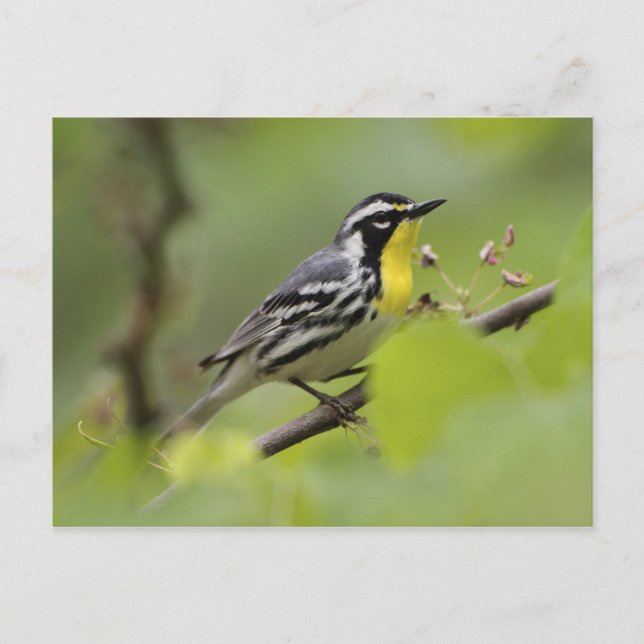 Cartão Postal Male Yellow-throated Warbler, Dendroica (Frente)